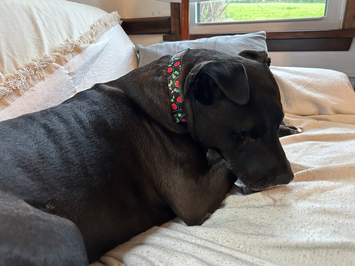 Heinz Tomato Dog Collar