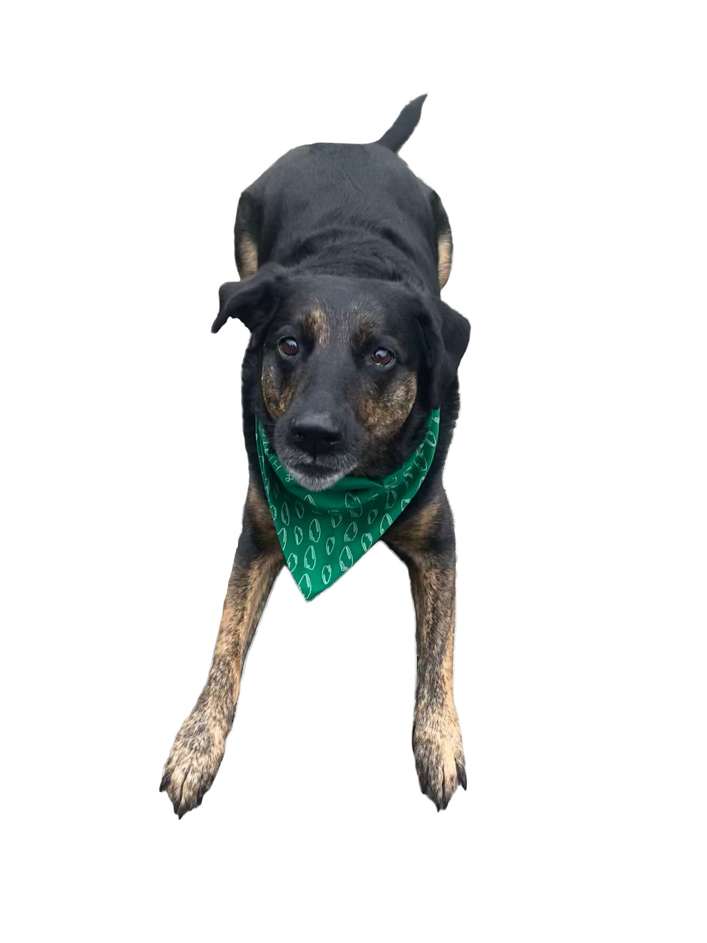 Meadowcroft Dog Bandana