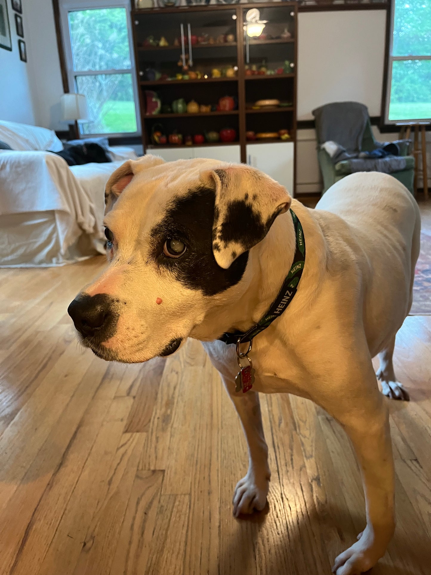 Heinz Pickle Dog Collar