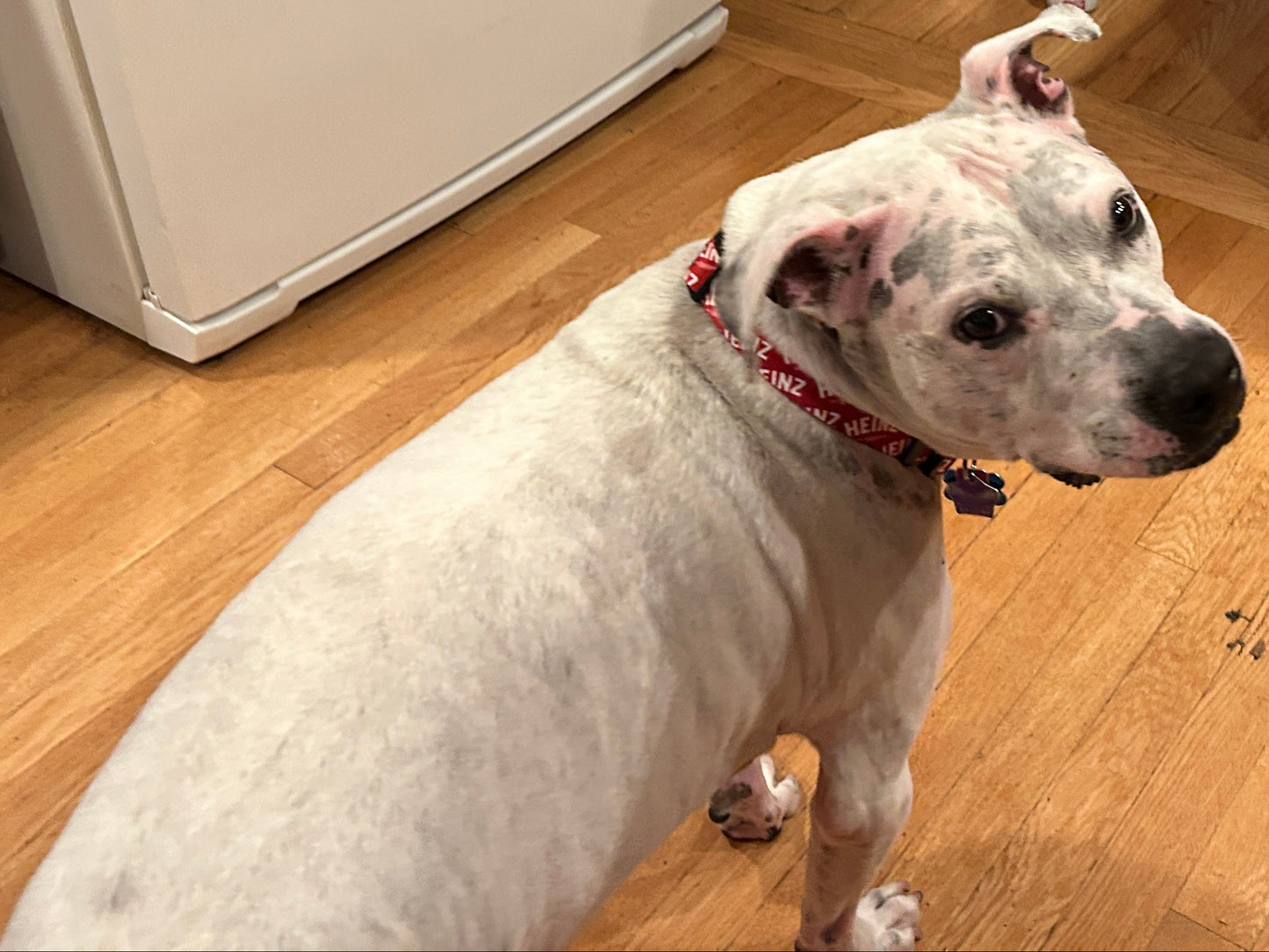 Heinz Dog Collar